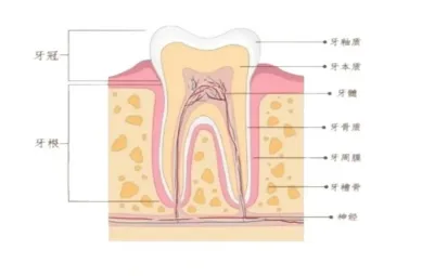 2025全网最全根管治疗攻略！做根管治疗要去几次？根管治疗医保能报销吗？最新补牙根管治疗价格表